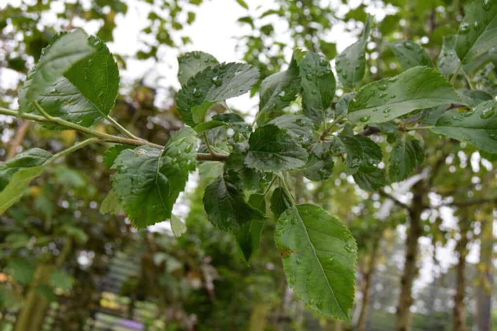 Malus sylvestris 10-12 SS